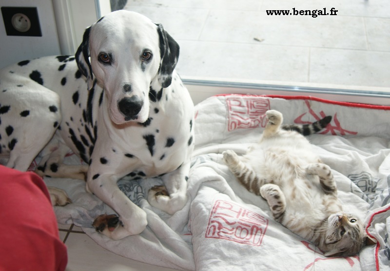bengal et dalmatien